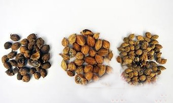 在藥店購買的砂仁(左)和在超市購買的明顯不同 在藥店購買的砂仁(左)和在超市購買的明顯不同