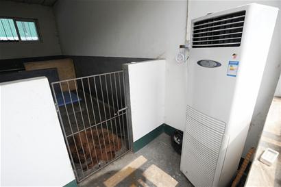 一只藏獒報(bào)出3000萬天價(jià)
