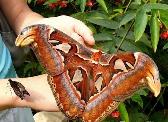 盤點(diǎn)各地罕見巨型“怪獸”