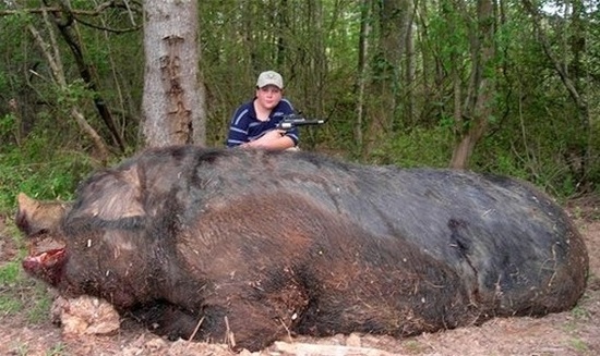 盤點(diǎn)各地罕見(jiàn)巨型“怪獸”