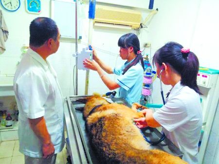 8月11日，搶救中的警犬“雷鳴”