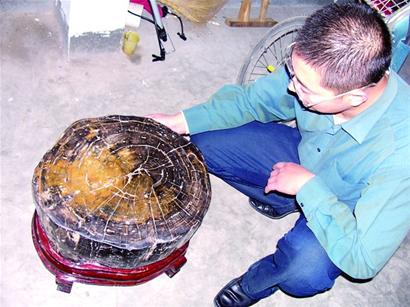 藏友千元買來(lái)上億年木化石 拍擊聲音清脆動(dòng)聽(tīng)