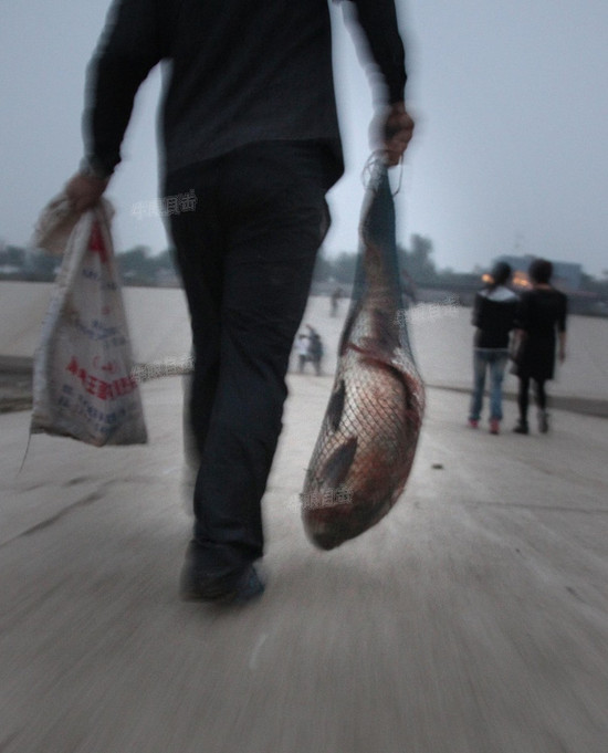 洛河水漲 洛陽(yáng)市民集體撈魚