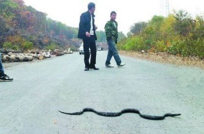村莊大量蛇群橫穿路面 異?，F(xiàn)象引發(fā)恐慌