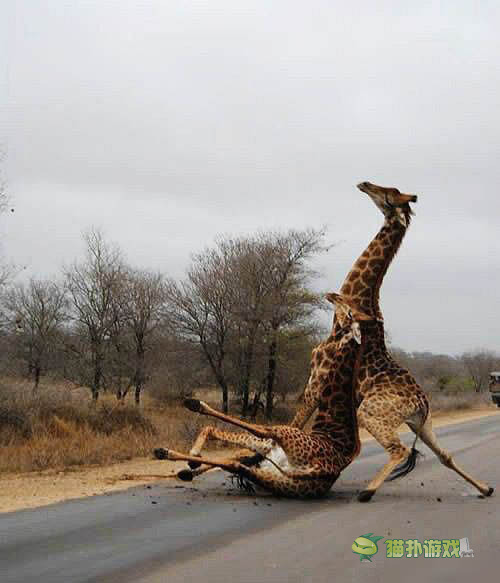 讓你內(nèi)心騷動(dòng)的內(nèi)涵圖 hold住