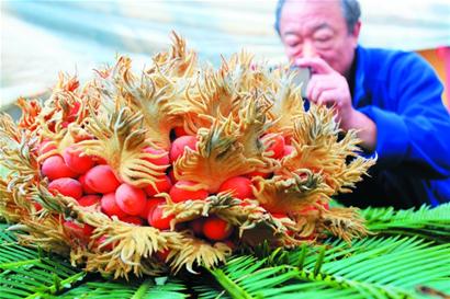 青島一鐵樹罕見開花結(jié)果 果實鮮紅似火