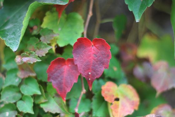 八大關葉色醉人:數(shù)樹深紅出淺黃
