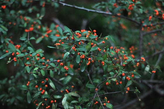 八大關葉色醉人:數(shù)樹深紅出淺黃