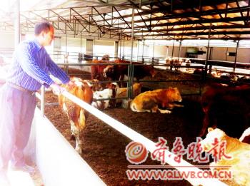牛魔王駕到1斤牛肉抵2斤多豬肉 牛肉專(zhuān)柜轉(zhuǎn)行