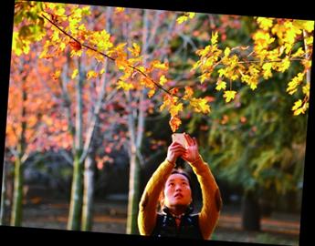 片片秋葉紅猶如畫(huà)中行 片片秋葉紅猶如畫(huà)中行