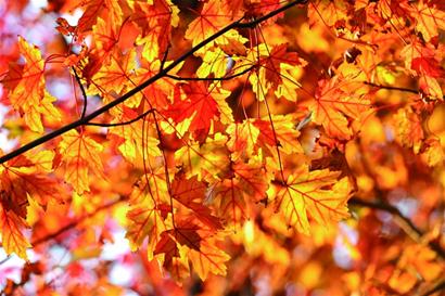 片片秋葉紅猶如畫(huà)中行 片片秋葉紅猶如畫(huà)中行