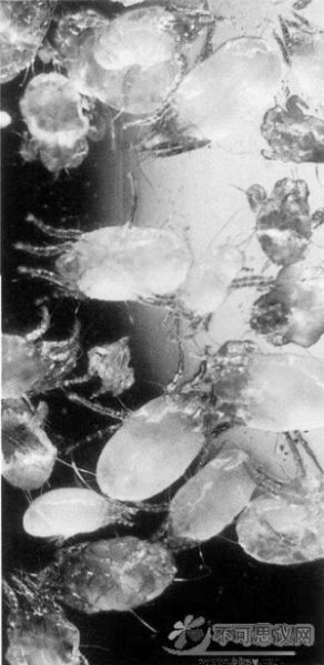 3個月不曬被 600萬螨蟲陪你睡