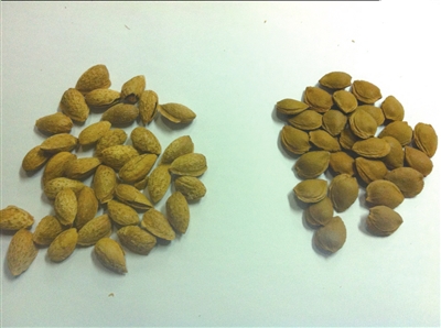 揭秘“美國大杏仁”