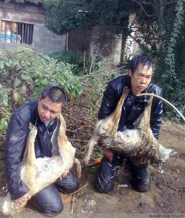 在農(nóng)村偷狗被抓到就是這下場！