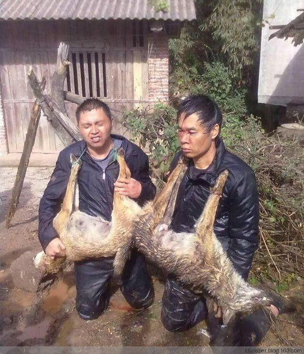 在農(nóng)村偷狗被抓到就是這下場！