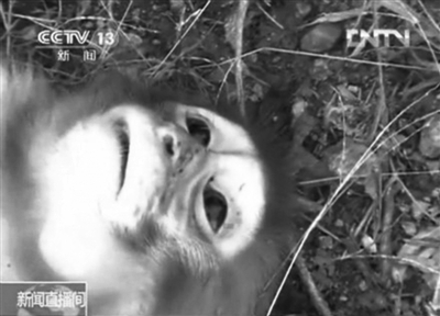 在資溪縣一國有林場，剛剛被槍殺的獼猴。