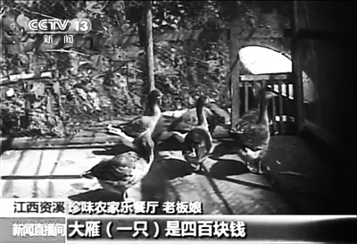資溪縣珍味農(nóng)家樂餐廳老板娘介紹，店內(nèi)大雁一只要四百元。