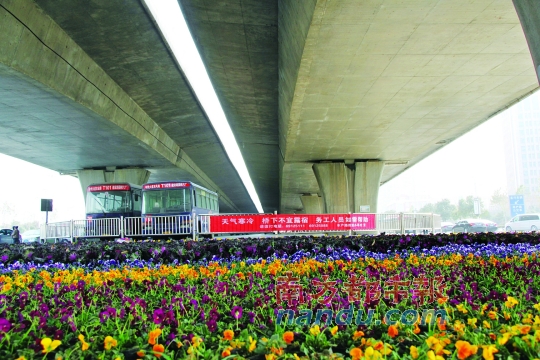 鄭州市中州大道農(nóng)業(yè)路口橋下新擺滿的花盆，旁邊是救助提示語。本版圖片均由南都記者 孫旭陽 攝