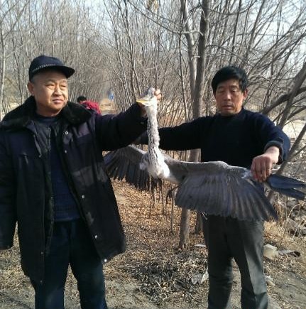 大河東濕地疑遭人下毒 可憐蒼鷺死不瞑目 大河東濕地疑遭人下毒 可憐蒼鷺死不瞑目
