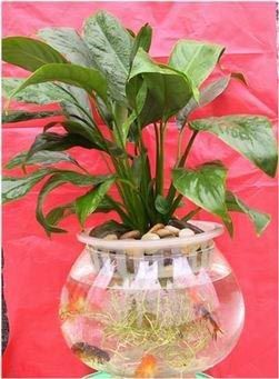 凈化空氣綠植盤點(diǎn)