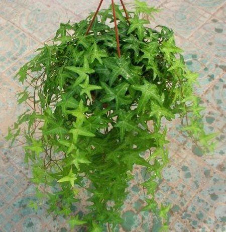 凈化空氣綠植盤點(diǎn)