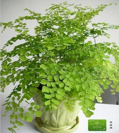 凈化空氣綠植盤點