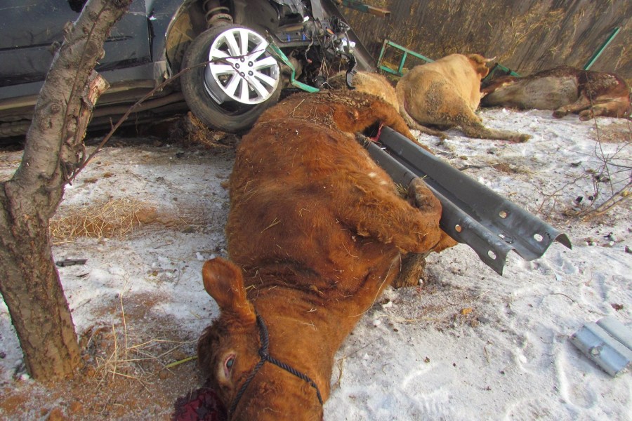 山東貨車(chē)側(cè)翻15頭牛死亡 村民趁亂割牛腿