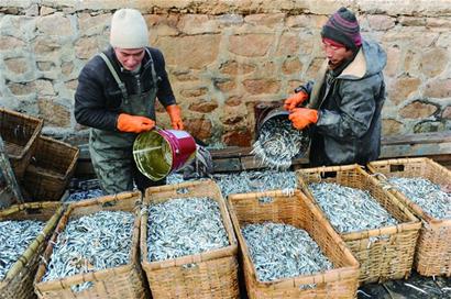 膠州灣重現(xiàn)面條魚(yú)汛 曾消失多年市民有口福