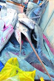 罕見(jiàn)金槍魚現(xiàn)菜市場(chǎng) 身長(zhǎng)近4米體重超300斤