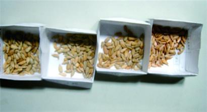 洽洽瓜子蟲眼密布變質(zhì)多 吃下臭籽堪比直接服毒 洽洽瓜子蟲眼密布變質(zhì)多 吃下臭籽堪比直接服毒