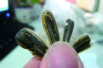 洽洽瓜子蟲眼密布變質(zhì)多 吃下臭籽堪比直接服毒 洽洽瓜子蟲眼密布變質(zhì)多 吃下臭籽堪比直接服毒