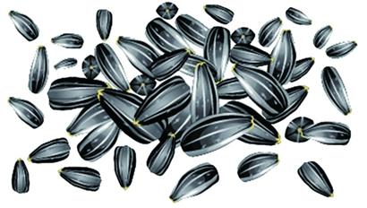 洽洽瓜子蟲眼密布變質(zhì)多 吃下臭籽堪比直接服毒 洽洽瓜子蟲眼密布變質(zhì)多 吃下臭籽堪比直接服毒