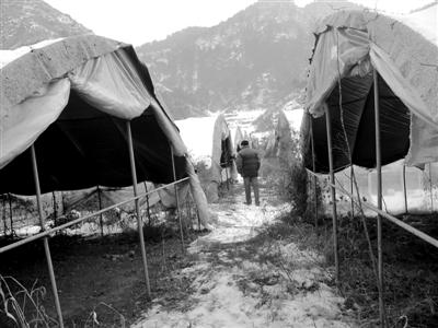 1月29日，偏橋村的蘑菇大棚，種植設(shè)備已被撤離，開春能不能種蘑菇還是個未知數(shù)。新京報記者 孟祥超 攝