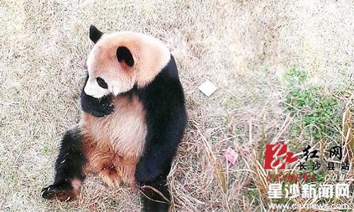 長(zhǎng)沙動(dòng)物園內(nèi)游客掉錢(qián) 熊貓“坐等”失主(圖)