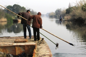 3月16日，新豐鎮(zhèn)竹林村河道內(nèi)，漁民把勾到的死豬挑入船艙內(nèi)。