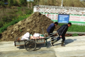 3月15日，新豐鎮(zhèn)竹林村，工作人員用推車將死豬運往病死豬無害化處理池進行處理。