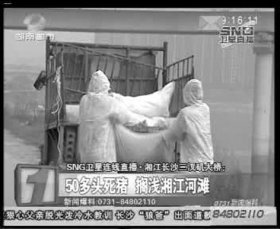 相關(guān)部門組織附近居民清理死豬。據(jù)現(xiàn)場工作人員稱，這樣的貨車清了好幾車。