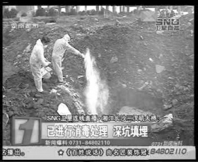 工作人員將死豬在附近深埋處理，拋撒大量消毒粉。視頻截圖