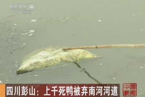 四川彭山河道散落千只被拋棄死鴨 四川彭山河道散落千只被拋棄死鴨