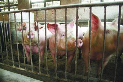 豬肉暴跌養(yǎng)殖戶“肉疼”“三年怪圈”何時破解？
