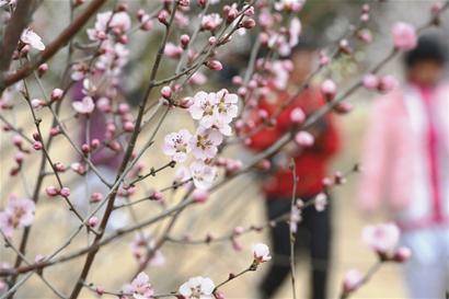 昨日,青島十梅庵梅園的梅花競(jìng)相開(kāi)放,游人置身于梅花的海洋,盡享大自然的美景。 昨日,青島十梅庵梅園的梅花競(jìng)相開(kāi)放,游人置身于梅花的海洋,盡享大自然的美景。
