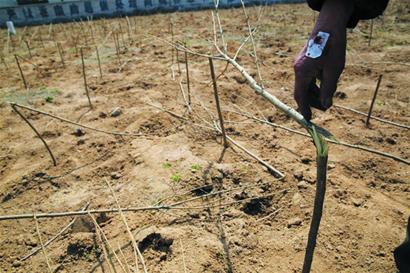 砍樹又傷人 懸賞萬(wàn)元尋賊