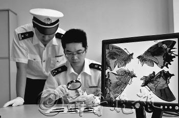 經(jīng)檢測(cè),這是蝴蝶標(biāo)本不是照片。