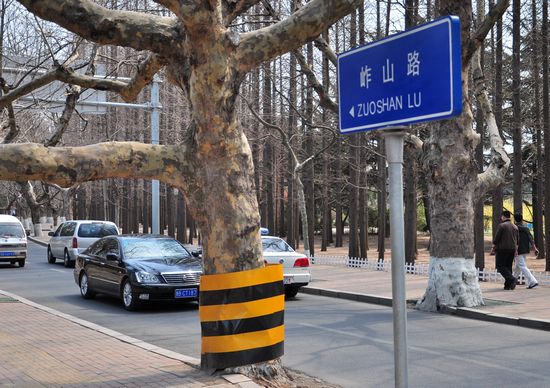 古樹長(zhǎng)在馬路中間 探訪青島最危險(xiǎn)的路