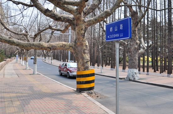古樹長(zhǎng)在馬路中間 探訪青島最危險(xiǎn)的路