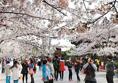 櫻花枝頭俏 本周最好看 櫻花枝頭俏 本周最好看