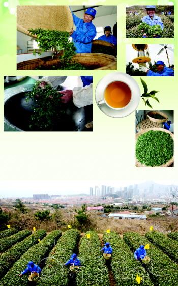 青島首鍋嶗山春茶開炒 10天后市民可享口福(圖)