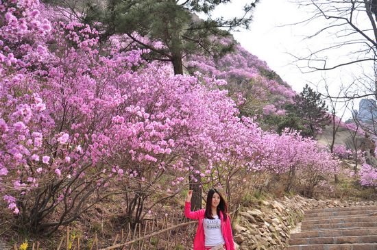大珠山野生杜鵑綻放 秀谷花海美輪美奐 大珠山野生杜鵑綻放 秀谷花海美輪美奐