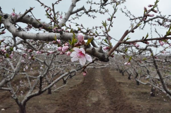 膠北賞花會(huì)開幕 市民賞花摘草莓享受天然