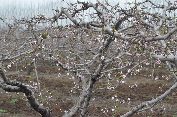 膠北賞花會(huì)開幕 市民賞花摘草莓享受天然